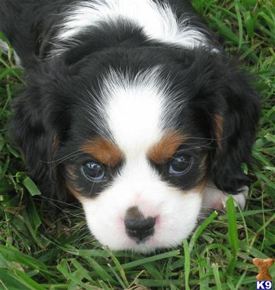 AKC Cavaliers